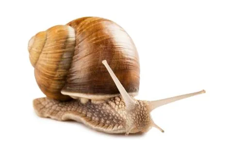 Snail Stock Photos