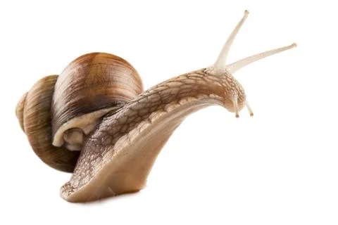 Snail Stock Photos