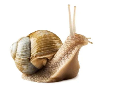 Snail Stock Photos