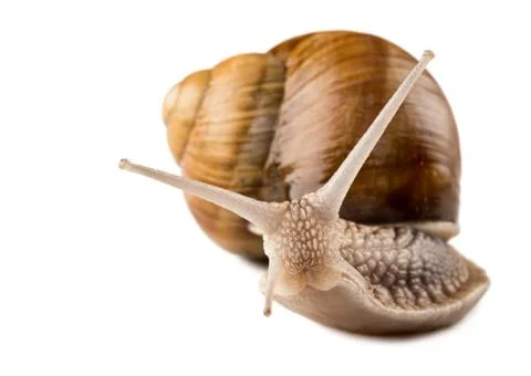 Snail Stock Photos