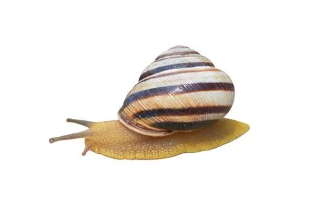 Snail Stock Photos