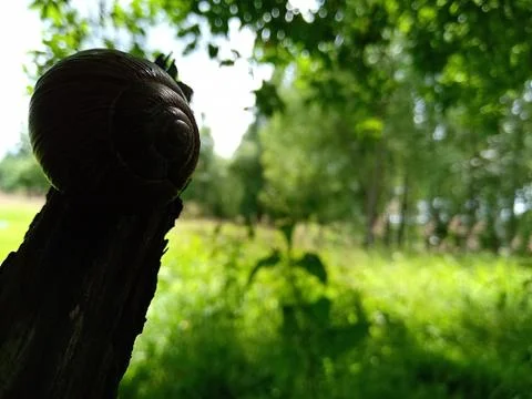 A snail.. Foto stock