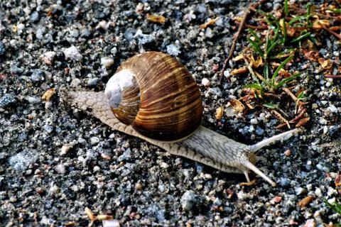 Snail Foto stock