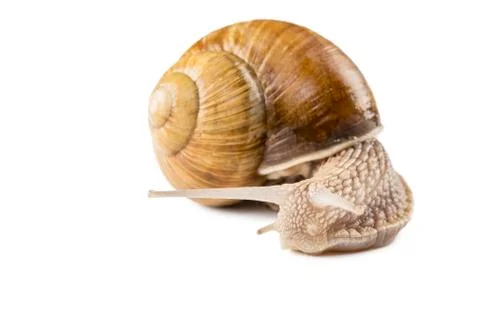 Snail Stock Photos