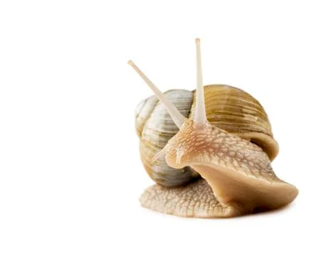Snail Stock Photos