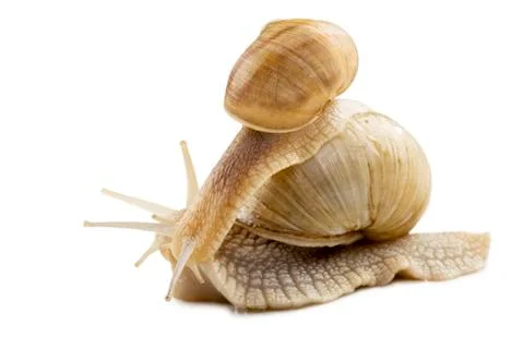 Snail Stock Photos