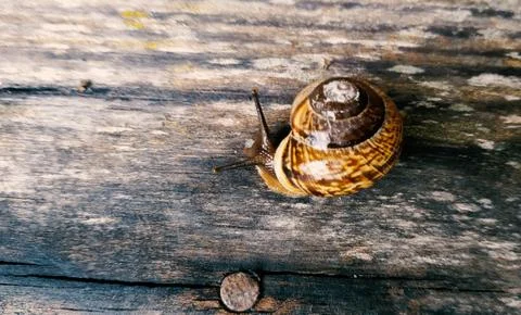 Snail Stock Photos