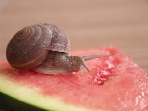 Snail Stock Photos