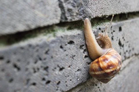 Snail Stock Photos
