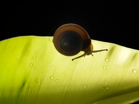 Snail Stock Photos