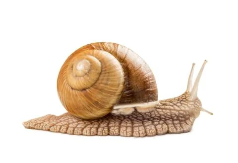 Snail Stock Photos