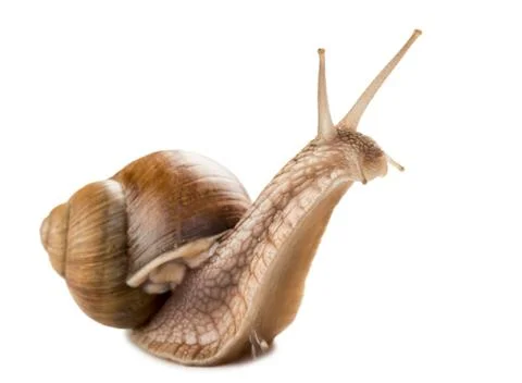 Snail Stock Photos