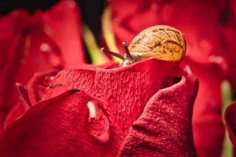 Snail Stock Photos