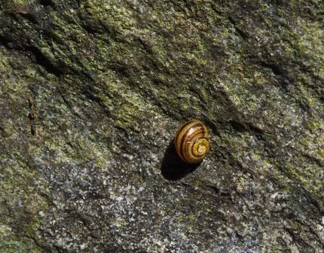 Snail Stock Photos