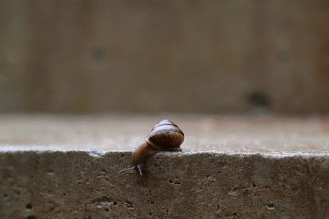 Snail Stock Photos