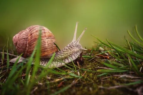 Snail Stock Photos