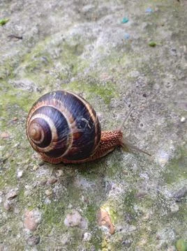 Snail Stock Photos