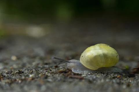 The Snail Stock Photos