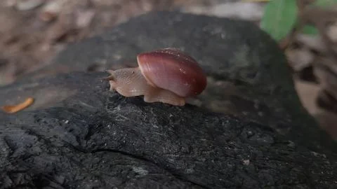 Snail Stock Photos