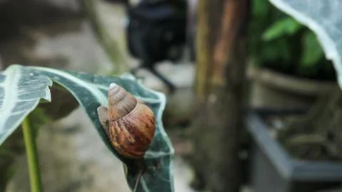 Snail Foto stock