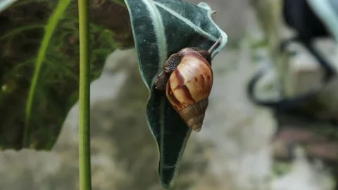 Snail Foto stock
