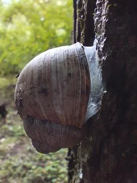 Snail Stock Photos