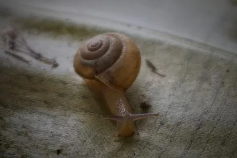 Snail Stock Photos