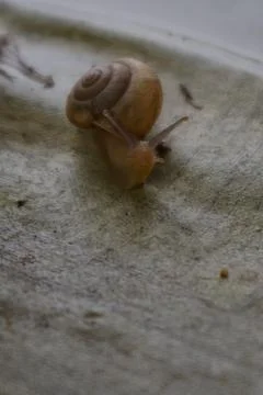 Snail Stock Photos