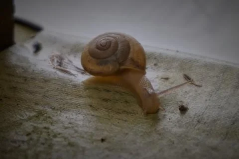 Snail Stock Photos