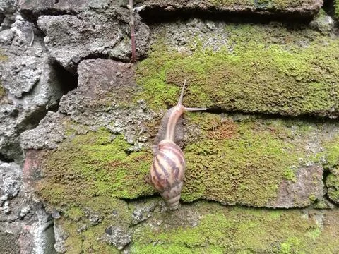 Snail Stock Photos