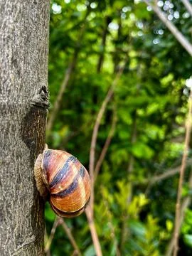 Snail Stock Photos