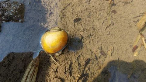 Snail Foto stock