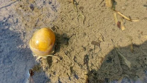 Snail Stock Photos
