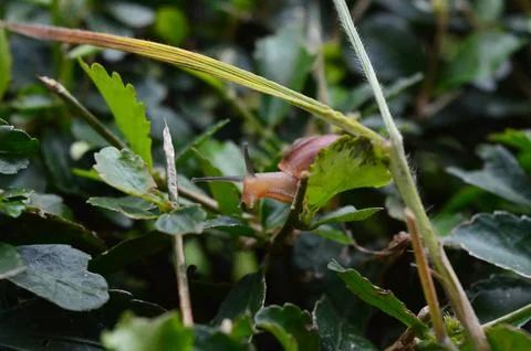 The Snail  스톡 사진