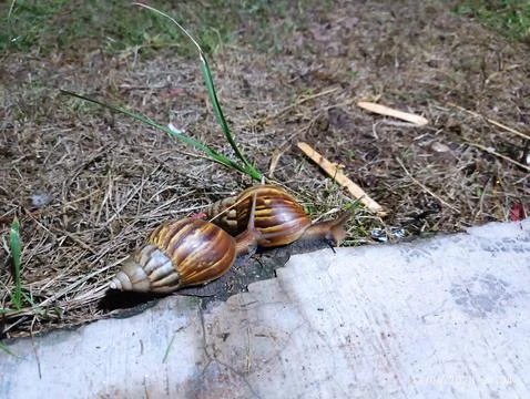 Snail Stockfoto's
