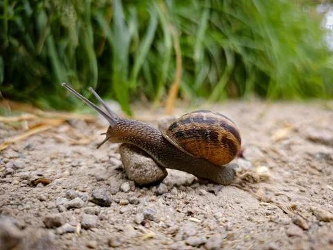 A snail Stock Photos