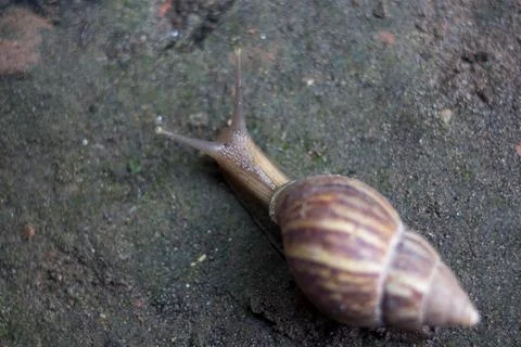 Snail Stock Photos