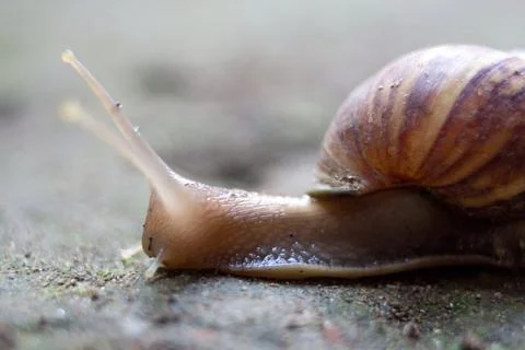 Snail Foto stock