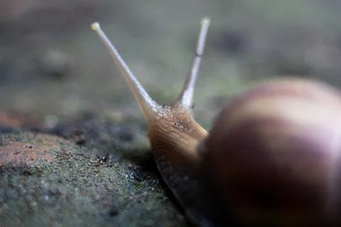 Snail Foto stock