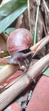 Snail Stock Photos