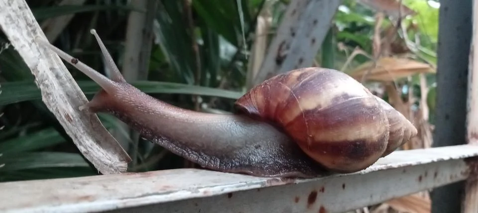 Snail Stock Photos