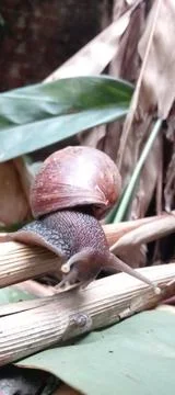 Snail Stock Photos