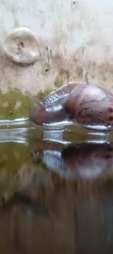 Snail Stock Photos
