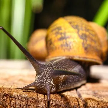 Snail Stock Photos