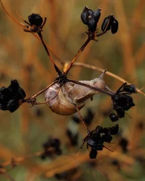 Snail Stock Photos
