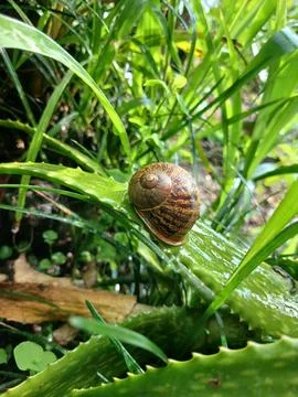 Snail Stock Photos