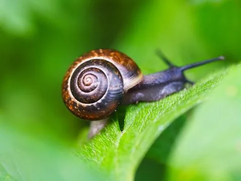 A snail Stock Photos