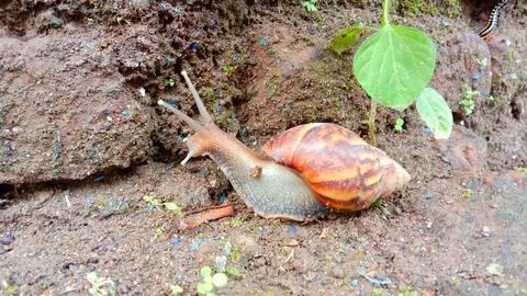 Snail Stock Photos