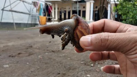 Snail Stock Photos