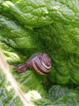 Snail Stockfoto's